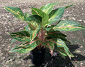 5" Aglaonema Dazzling Gem